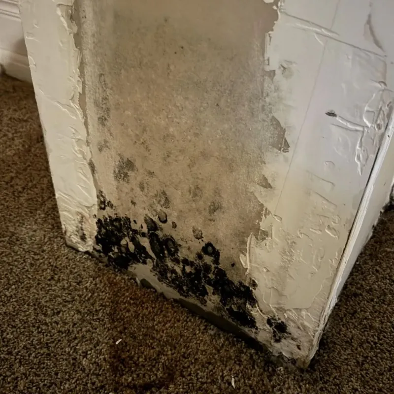 Professional Mold Removal in Sherwood Shores, TX